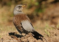 Fieldfare