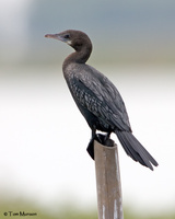 Little Cormorant