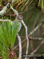 Mountain Verditer-Flycatcher (immature) Scientific name - Eumyias panayensis