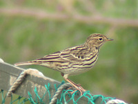 Anthus cervinus