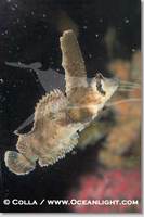 ...Image 07894, Sailfin sculpin., Nautichthys oculofasciatus, Phillip Colla, all rights reserved wo