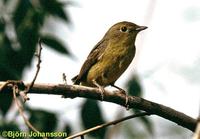 Narcissus Flycatcher » Ficedula narcissina elisae