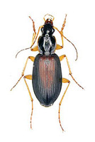 セアカヒラタゴミムシ 6 exs. [ Dolichus halensis (SCHALLER) ]