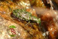 Elaphrus riparius