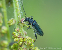 Callimus angulatus angulatus