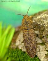 Lacon lepidopterus