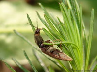 Athous vittatus
