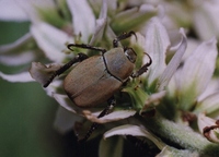 Hoplia argentea