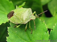 Palomena prasina - Green Shield Bug