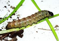 Apamea lithoxylea - Light Arches
