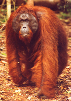 Bornean orangutan (Pongo pygmaeus)