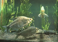 Megalobrama amblycephala, Wuchang bream: fisheries, aquaculture