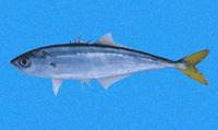 Oligoplites refulgens, Shortjaw leatherjack: fisheries