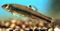 Pimephales tenellus, Slim minnow: