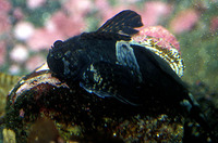 Orthonopias triacis, Snubnose sculpin: