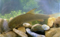 Barbus barbus, Barbel: fisheries, aquaculture, gamefish, aquarium