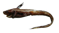 Ijimaia loppei, Loppe's tadpole fish: