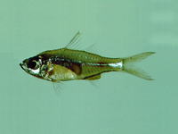 Ambassis urotaenia, Banded-tail glassy perchlet: