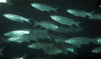 Myxus elongatus, Sand grey mullet: fisheries