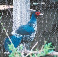 White-crested Kalij Pheasant Lophura leucomelanos hamiltoni