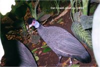 Kenya Crested Guineafowl Guttera pucherani pucherani