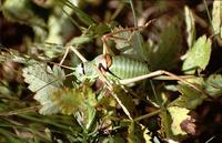 Ephippiger ephippiger