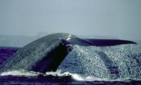 Image of: Balaenoptera musculus (blue whale)