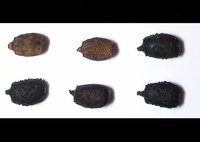 Rhaphiderus scabrosus