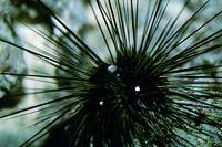 Diadema