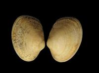 Tapes decussatus
