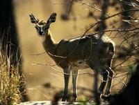 Image of: Oreotragus oreotragus (klipspringer)