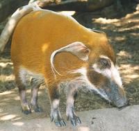 Image of: Potamochoerus porcus (red river hog)