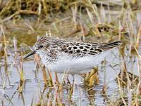 Calidris mauri - Western Sandpiper