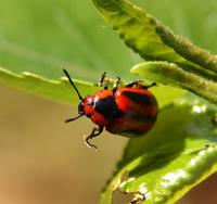 Image of: Chrysomelidae (leaf beetles)