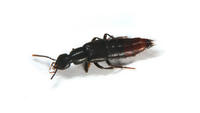 Image of: Staphylinidae (rove beetles)