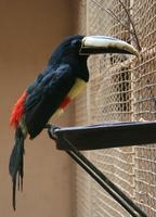 Pteroglossus aracari atricollis