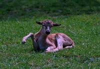 Damaliscus pygargus phillipsi - Blesbok