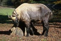 Budorcas taxicolor - Takin