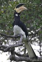 Image of: Anthracoceros coronatus (Malabar pied-hornbill)