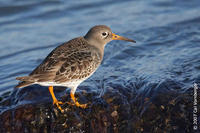 Image of: Calidris maritima (purple sandpiper)