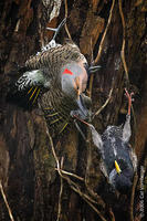 Image of: Colaptes auratus (northern flicker), Sturnus vulgaris (European starling)