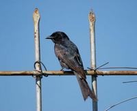 Image of: Dicrurus macrocercus (black drongo)