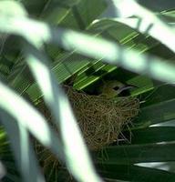 Image of: Icterus cucullatus (hooded oriole)