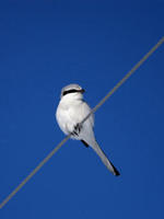 Image of: Lanius sphenocercus (Chinese grey shrike)