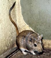 Meriones libycus - Libyan Jird