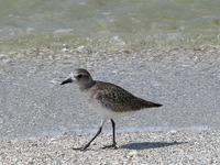 Image of: Pluvialis squatarola (grey plover;black-bellied plover)