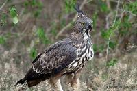 Image of: Spizaetus cirrhatus (changeable hawk-eagle)