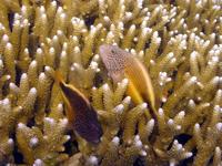 Image of: Paracirrhites forsteri (blacksided hawkfish)