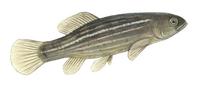 Image of: Umbra krameri (European mudminnow)