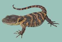 Image of: Xenosaurus grandis